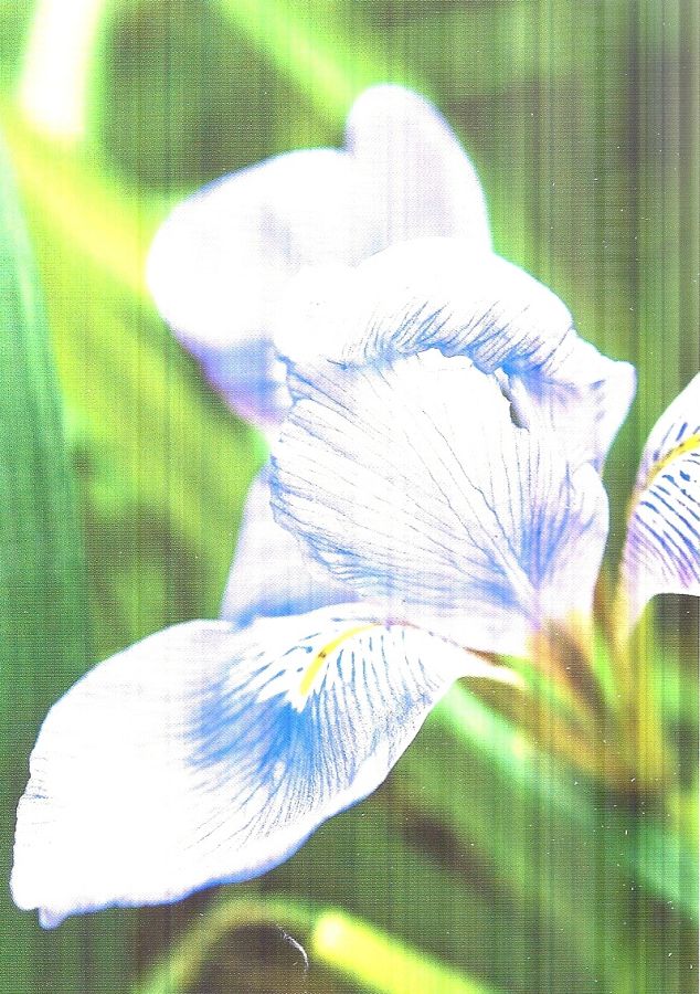Copertina  Food & Flowers