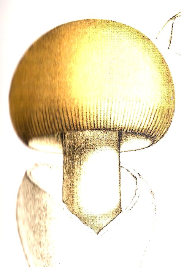 Copertina  I funghi nella cucina veneta : ricette della tradizione, dal bosco alla tavola